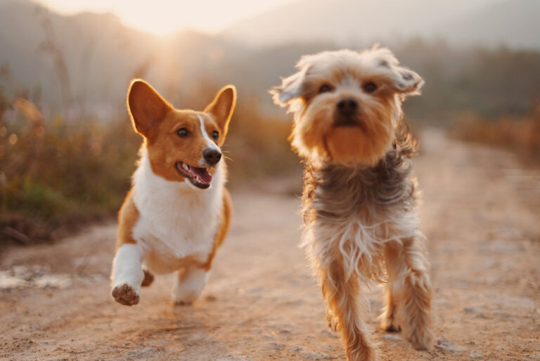 Royal Canin promove ação itinerante no Rio de Janeiro