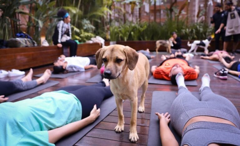 Canopy by Hilton São Paulo Jardins promove nova edição do Pet Yoga em prol da adoção de animais abandonados