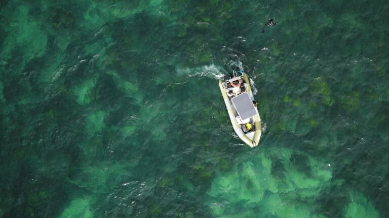 Hyundai tira florestas marinhas do anonimato com campanha global ‘Florestas Sem Nomes’