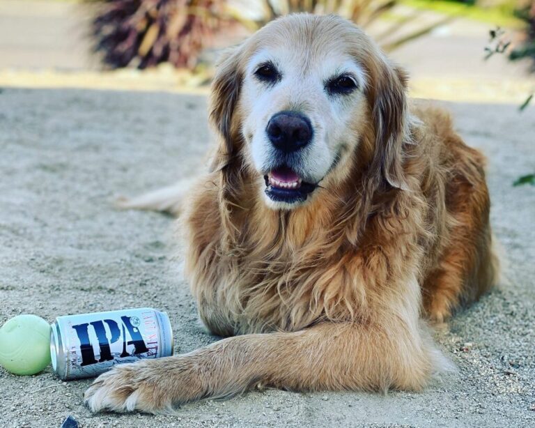 Lagunitas Daytime estreia no interior de SP com a Rede Confiança e ação social 